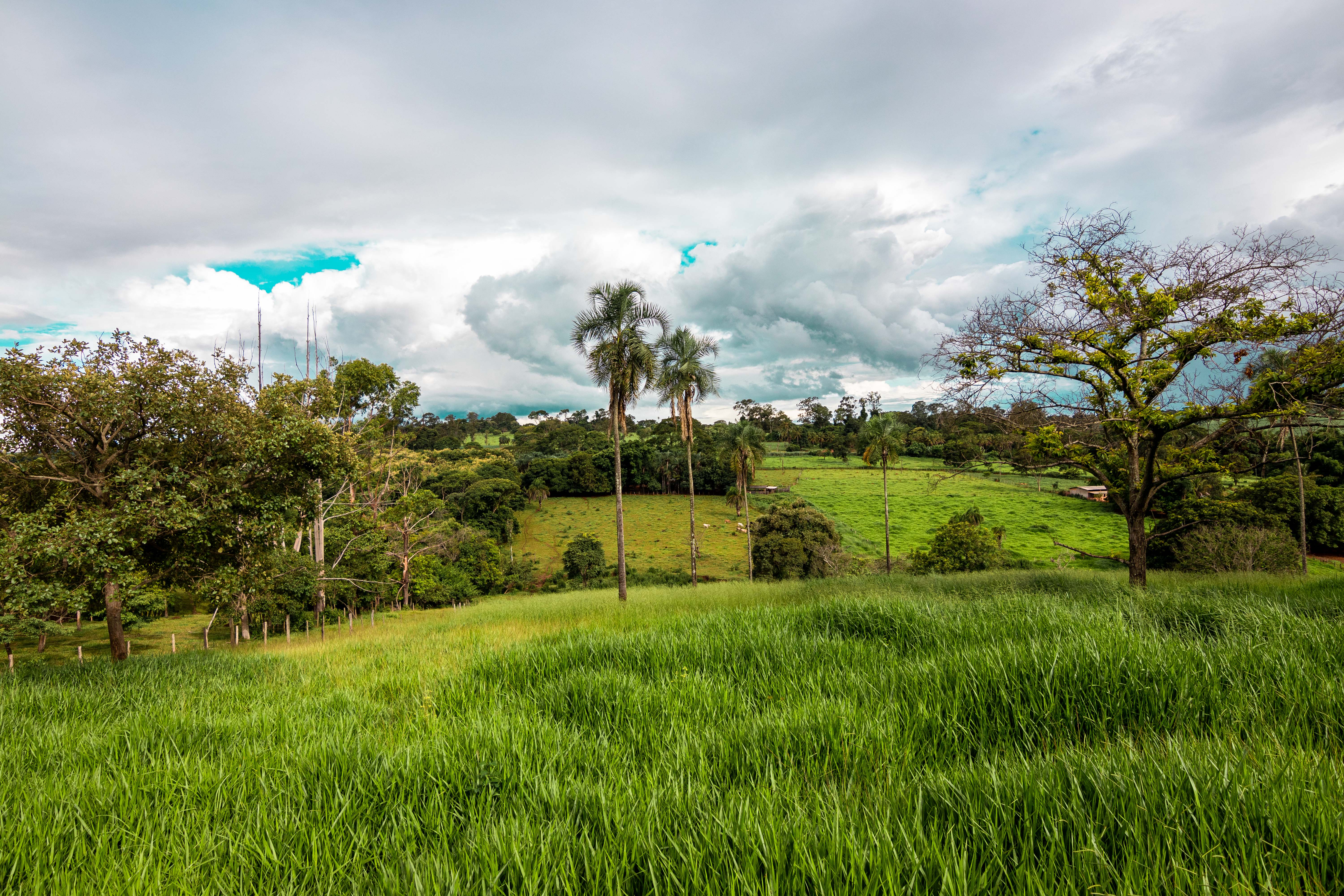 VENDO 15 HECTARES DE TERRA DENTRO DA EXPANSO URBANA DE GOINIA.